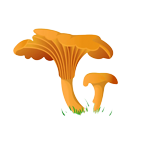 Dry fungi